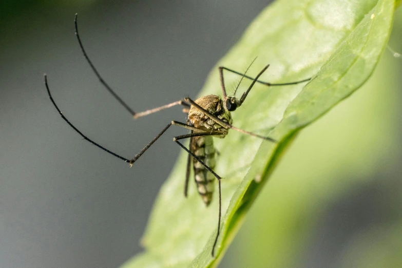 a close up of a mosquito on a leaf, tall thin, grey