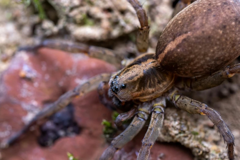 a close up of a spider on a rock, pexels contest winner, hurufiyya, grasping pseudopods, mid 2 0's female, brown, australian