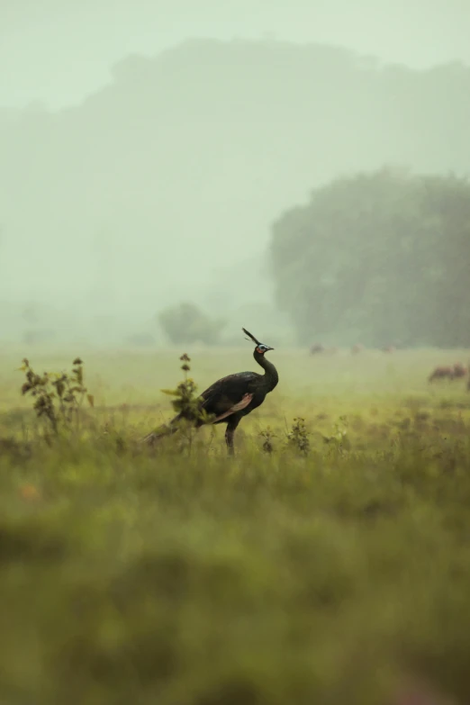 a large bird standing on top of a lush green field, by Eglon van der Neer, sumatraism, foggy rainy day, unmistakably kenyan, cranes, getty images