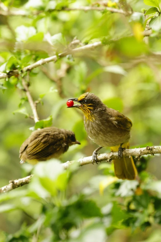 a couple of birds sitting on top of a tree branch, by Peter Churcher, sumatraism, eating rotting fruit, yellow and red, slide show, maternal