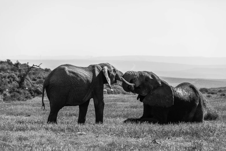 two elephants standing next to each other in a field, a black and white photo, pexels contest winner, reaching out to each other, 🦩🪐🐞👩🏻🦳, resting after a hard fight, animals wildlife