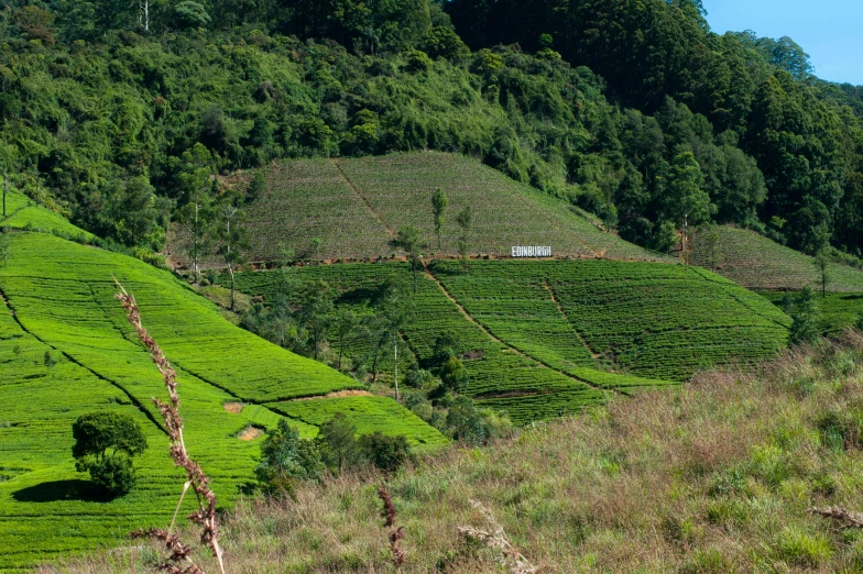 a herd of giraffe standing on top of a lush green hillside, by Julian Allen, pexels contest winner, hurufiyya, background: assam tea garden, 2 5 6 x 2 5 6 pixels, staggered terraces, pyramid surrounded with greenery