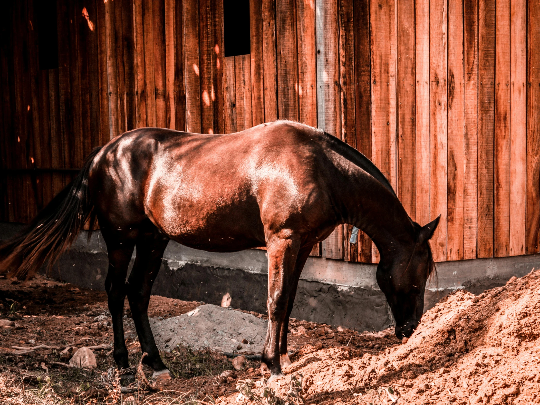 a brown horse standing next to a pile of dirt, by Julia Pishtar, pexels contest winner, rustic, highly polished, eating, gentle shadowing