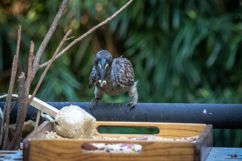 a small bird sitting on top of a wooden box, offering a plate of food, in the zoo exhibit, tamborine, grey