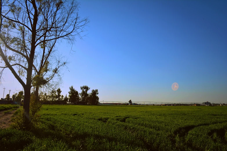 a lone tree stands in the middle of a field, a picture, big moon on the right, golden hour photograph, from luxor, low quality photo