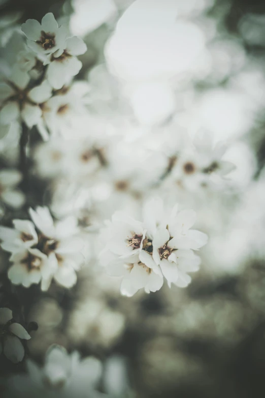 a bunch of white flowers sitting on top of a tree, inspired by Elsa Bleda, trending on unsplash, medium format, paul barson, blurred, background image