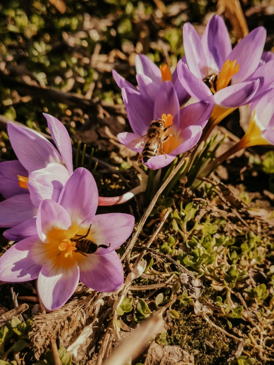 a couple of purple flowers sitting on top of a field, small bees following the leader, paul barson, 🚿🗝📝, 3 are spring