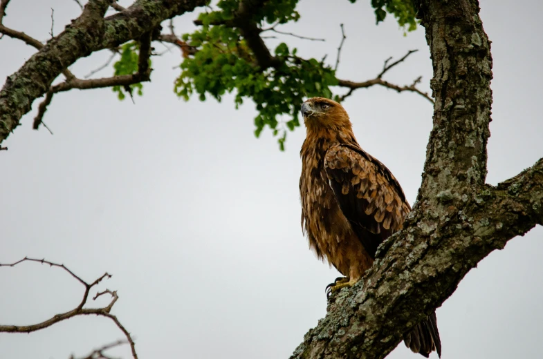 a large bird sitting on top of a tree branch, pexels contest winner, hurufiyya, eagle feather, slight overcast weather, female gigachad, an afghan male type