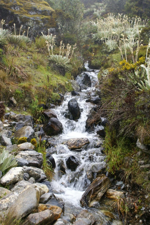 a small stream running through a lush green forest, in chuquicamata, overgrown with puffy orchids, slide show, glacier