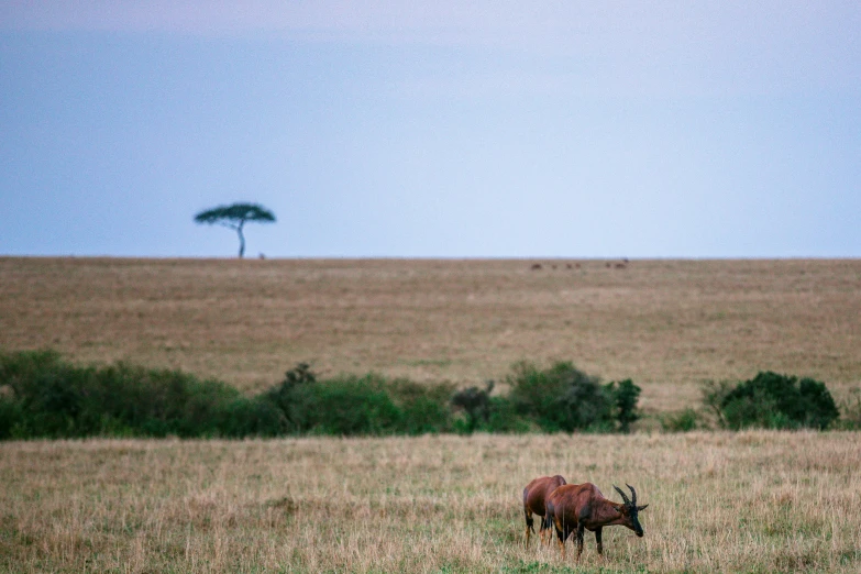 a large antelope standing on top of a grass covered field, by Peter Churcher, pexels contest winner, visual art, sweet acacia trees, late summer evening, shot on hasselblad, horizon view