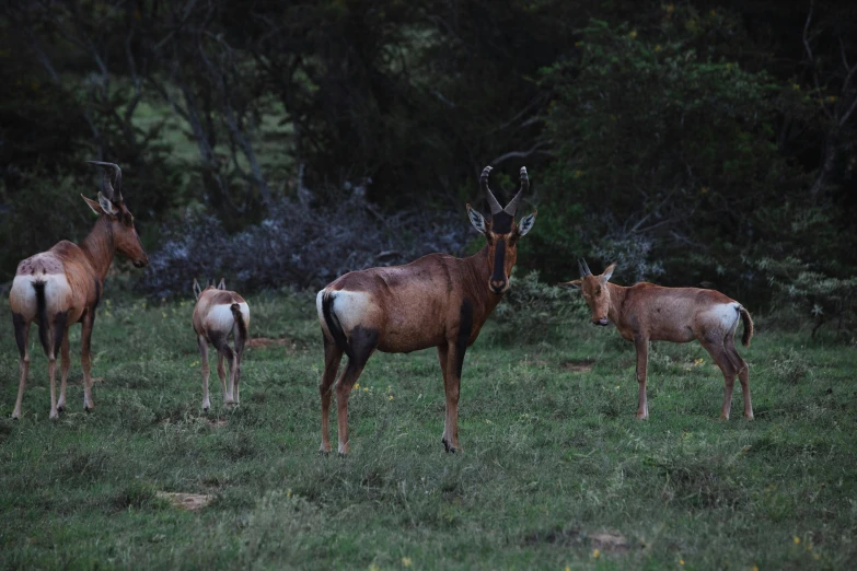 a herd of antelope standing on top of a lush green field, pexels contest winner, hurufiyya, evening!! in the forest, three animals, at home, young male