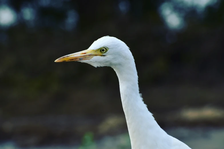 a white bird standing next to a body of water, pexels contest winner, hurufiyya, he has an elongated head shape, intense albino, portrait of a small, heterochromia