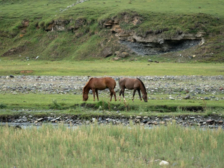 a couple of horses standing on top of a lush green field, by Muggur, hurufiyya, next to a river, college, 2022 photograph, geology