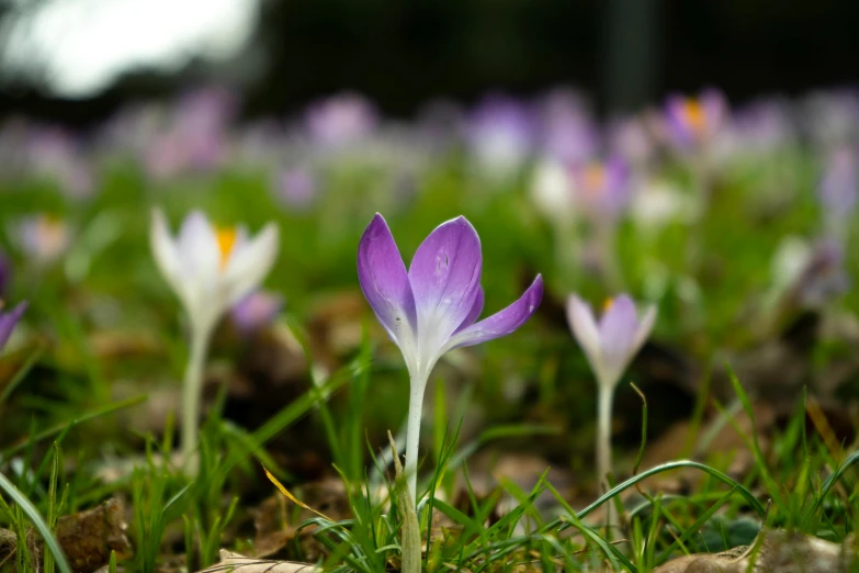 a bunch of purple flowers that are in the grass, unsplash, renaissance, magnolias, sprouting, on ground, david noton