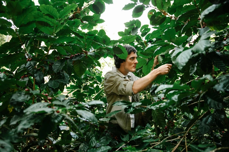 a man standing in the middle of a forest, amongst coffee beans and flowers, 2 0 0 0's photo, roger deakins filming, picking up a can beans