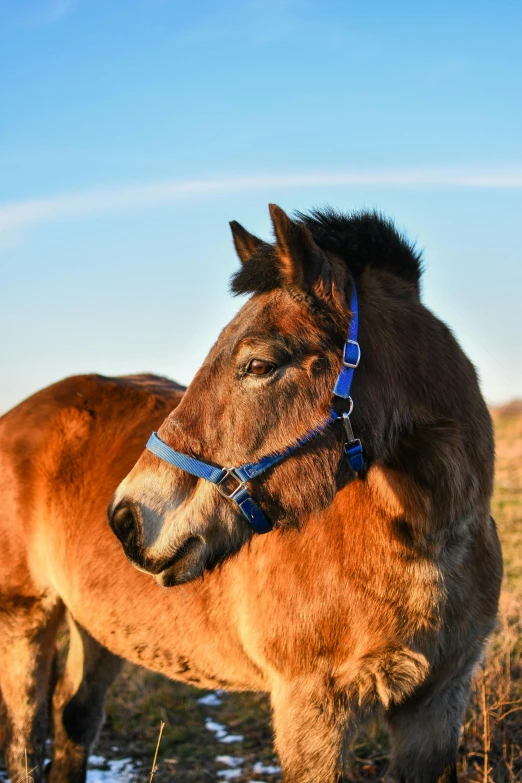 a brown horse standing on top of a grass covered field, facing the camera, blue, profile image, 2019 trending photo