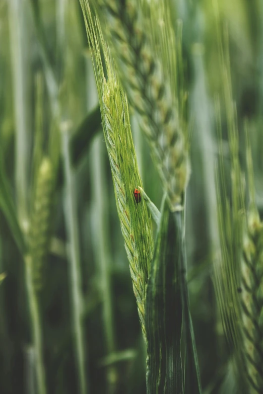 a ladybug sitting on top of a green plant, pexels, walking through a field of wheat, malt, 1960s color photograph, biotech