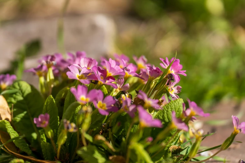 a group of purple flowers sitting on top of a lush green field, by Niels Lergaard, unsplash, pink yellow flowers, violet ants, h. hydrochaeris, ready to eat