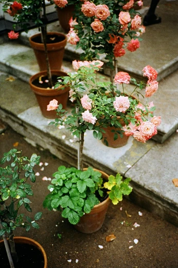 a number of potted plants on a set of steps, a still life, unsplash, romanticism, photo of a rose, portra 8 0 0 ”, taken in the late 2010s, flower garden