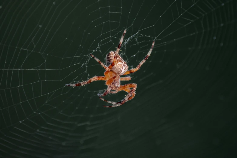 a spider that is sitting in the middle of a web, by Elsa Bleda, pexels contest winner, hurufiyya, on a gray background, 8k 4k, at night, avatar for website