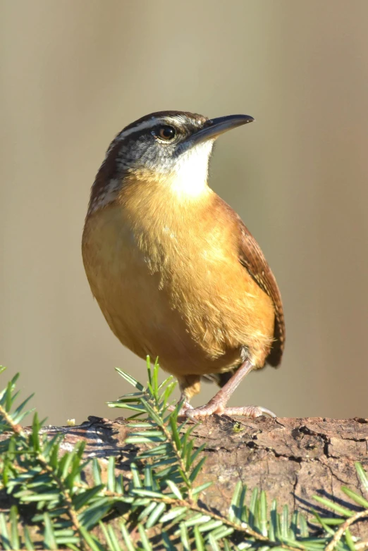 a small bird sitting on top of a tree branch, flat triangle - shaped head, tan, diverse species, slide show