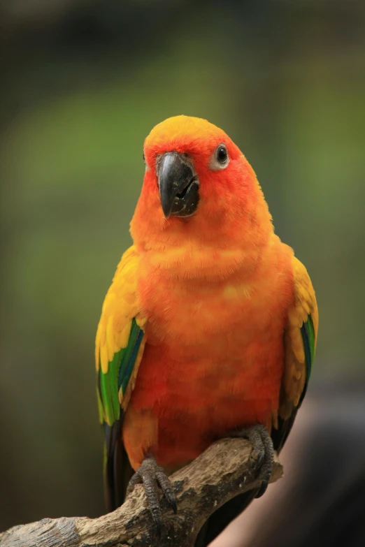 a colorful bird sitting on top of a tree branch, a portrait, trending on pexels, orange fluffy belly, tropical, rainbow colored, a tall
