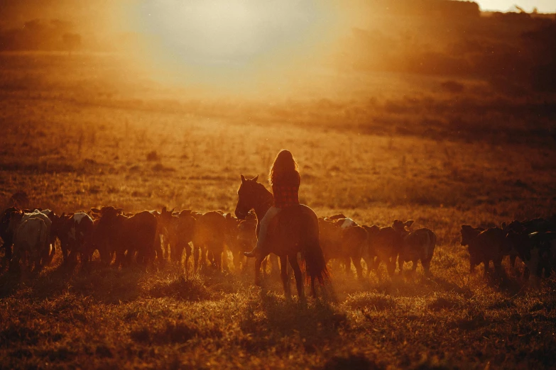a man riding on the back of a horse next to a herd of sheep, an album cover, by Jessie Algie, pexels contest winner, girl watching sunset, bathed in golden light, cowgirl, profile image
