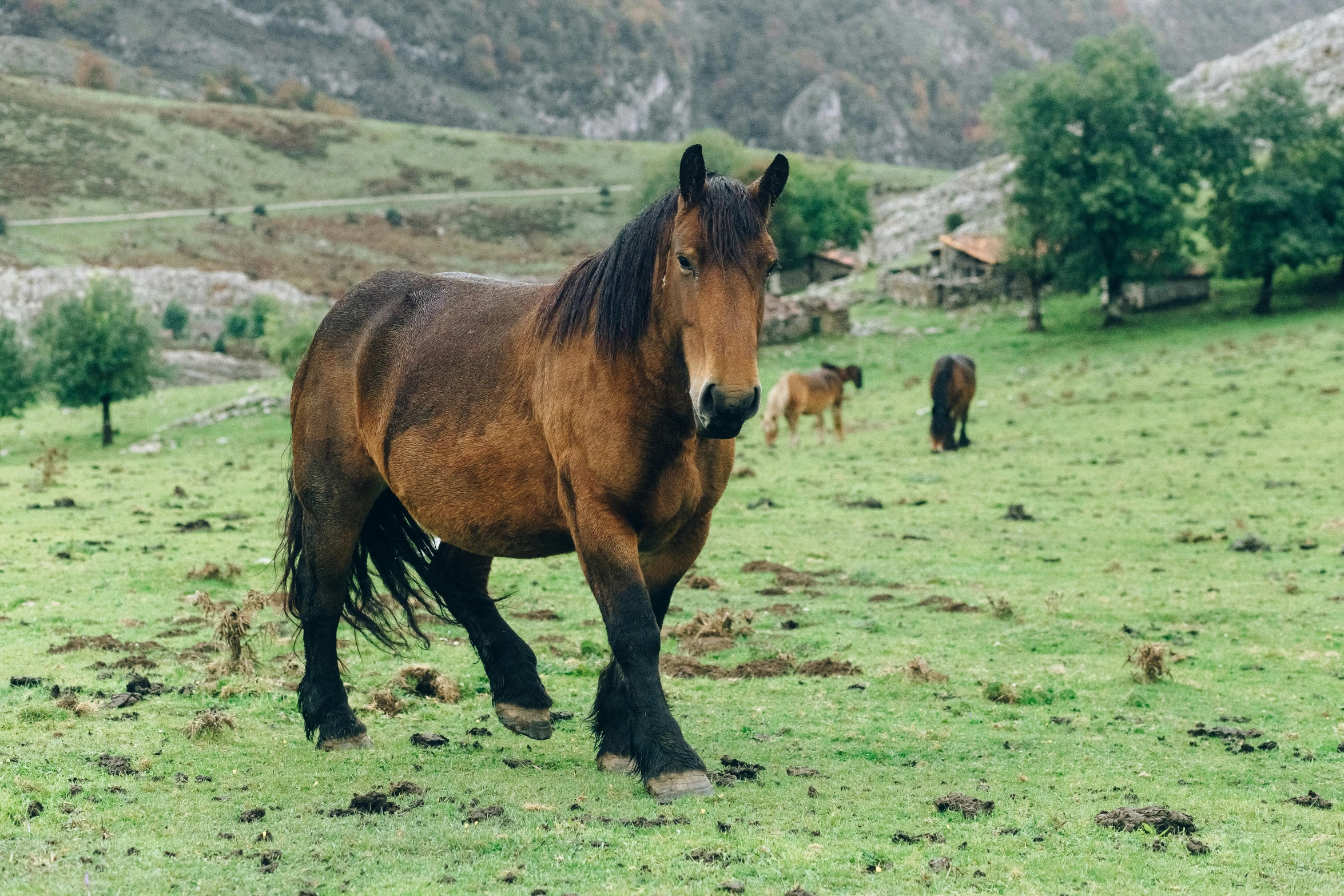 a brown horse standing on top of a lush green field, pexels contest winner, renaissance, in spain, rugged, 👰 🏇 ❌ 🍃, mule