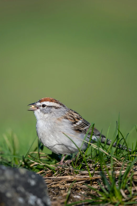 a bird that is standing in the grass, happening, round chin, hi-res, wrinkles, zoomed out shot