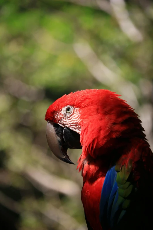 a red parrot sitting on top of a tree branch, facing the camera, with a pointed chin, looking content, up-close