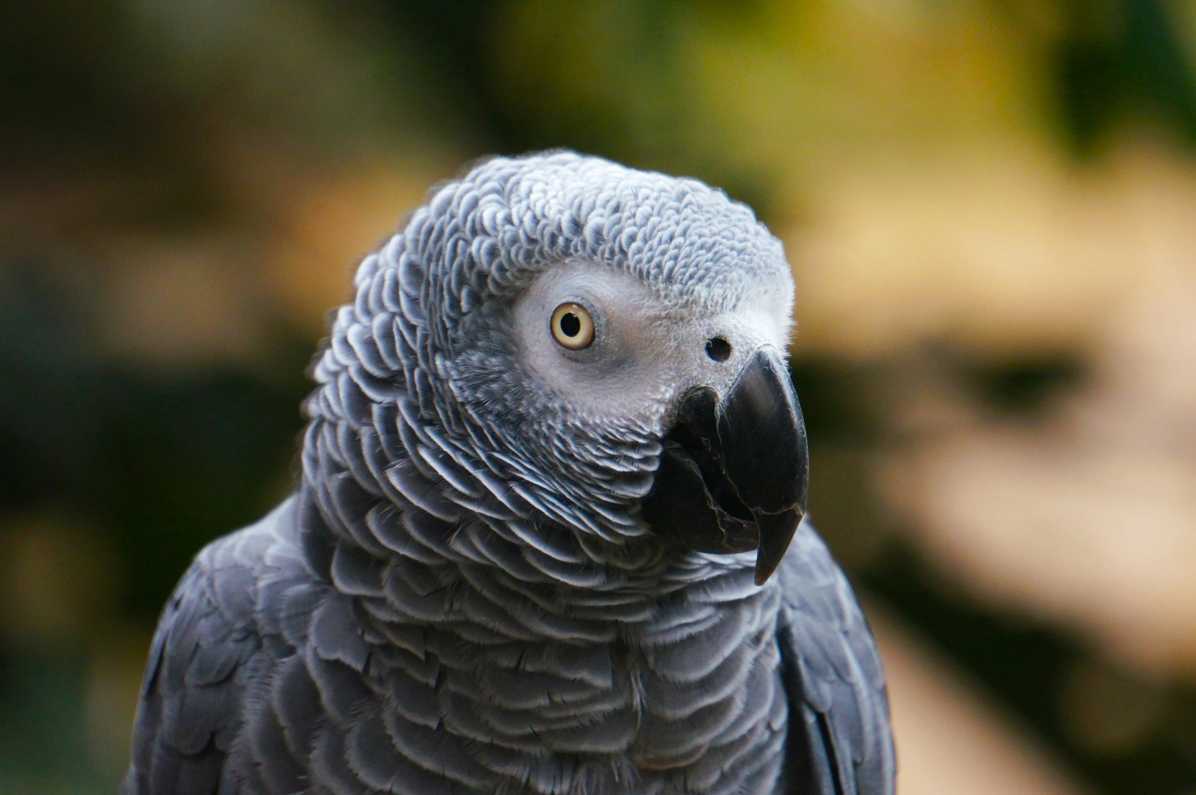 a close up of a parrot with a blurry background, a portrait, by David Paton, pexels contest winner, in gunmetal grey, eucalyptus, solid grey, 🦩🪐🐞👩🏻🦳