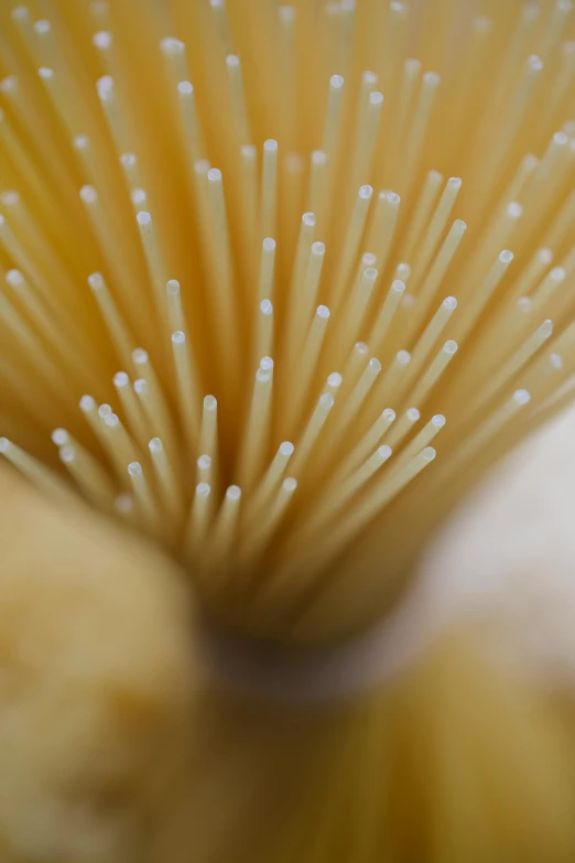 a close up of a bunch of spaghetti noodles, a macro photograph, by Elizabeth Durack, renaissance, radiolaria, large brush, coral, ivory