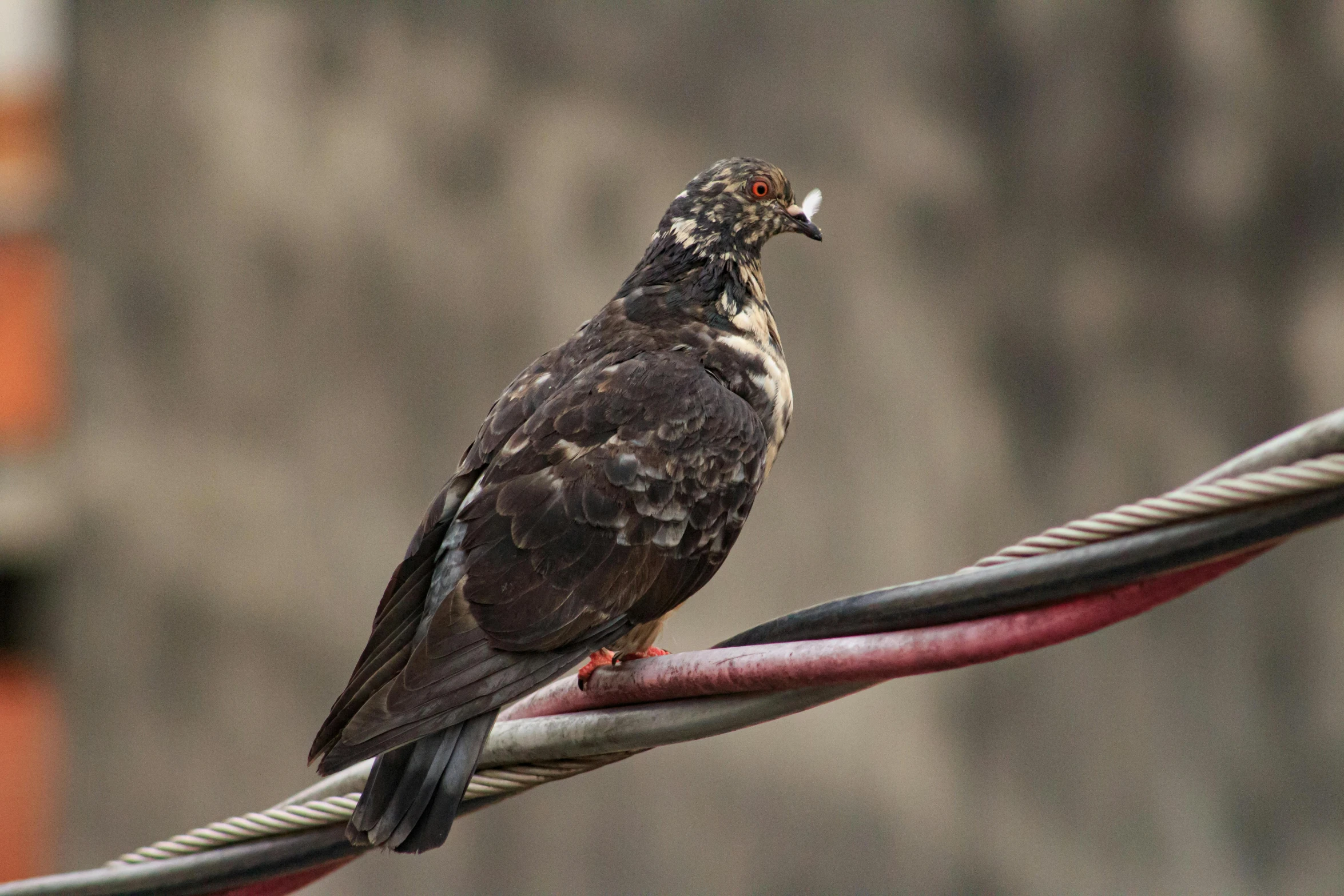 a bird that is sitting on a wire, a portrait, pexels contest winner, renaissance, gray mottled skin, burly, multi - coloured, slide show