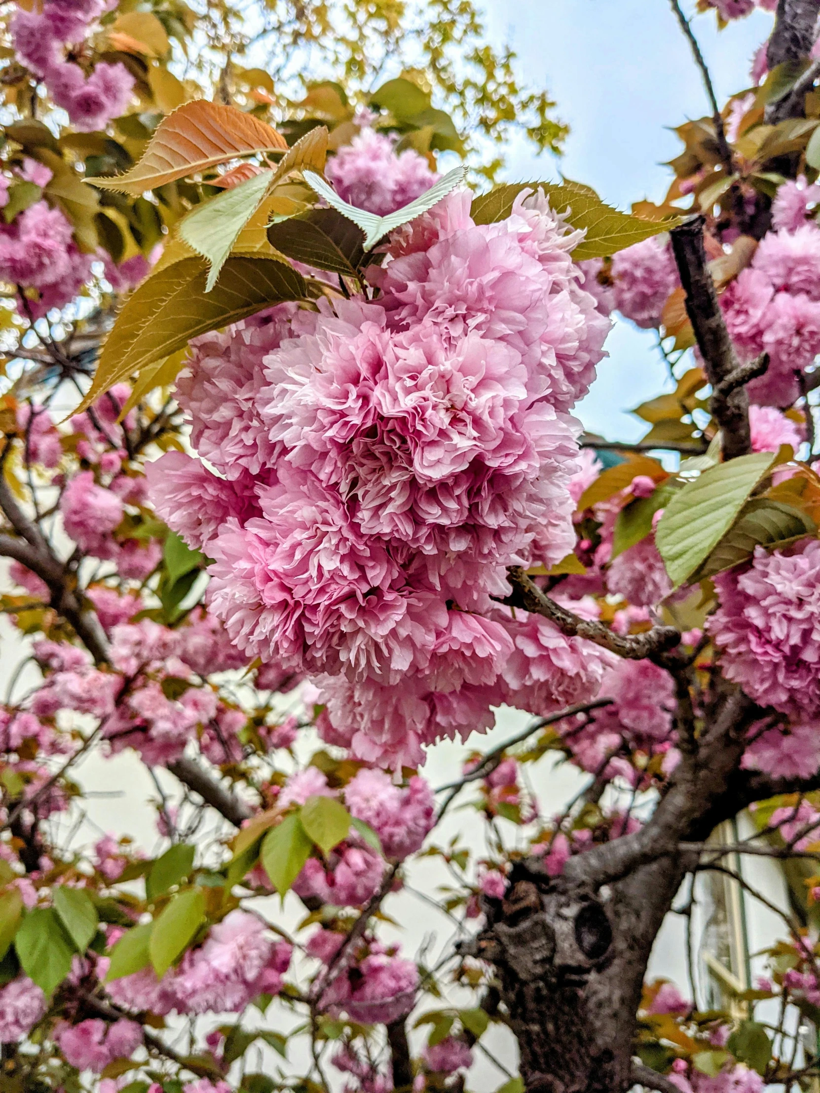 a close up of a tree with pink flowers, 💣 💥💣 💥, cherry explosion, today's featured photograph, color image