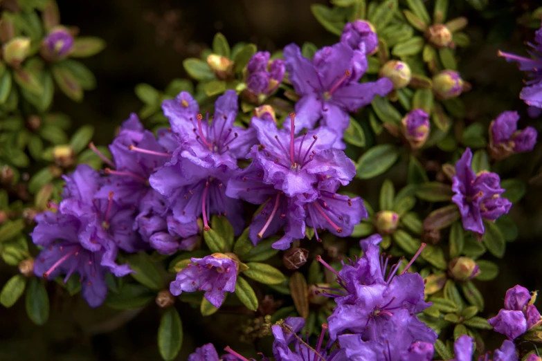 a close up of a bunch of purple flowers, a portrait, unsplash, hurufiyya, blue bonsai, taken in the late 2010s, shrubs, ((purple))