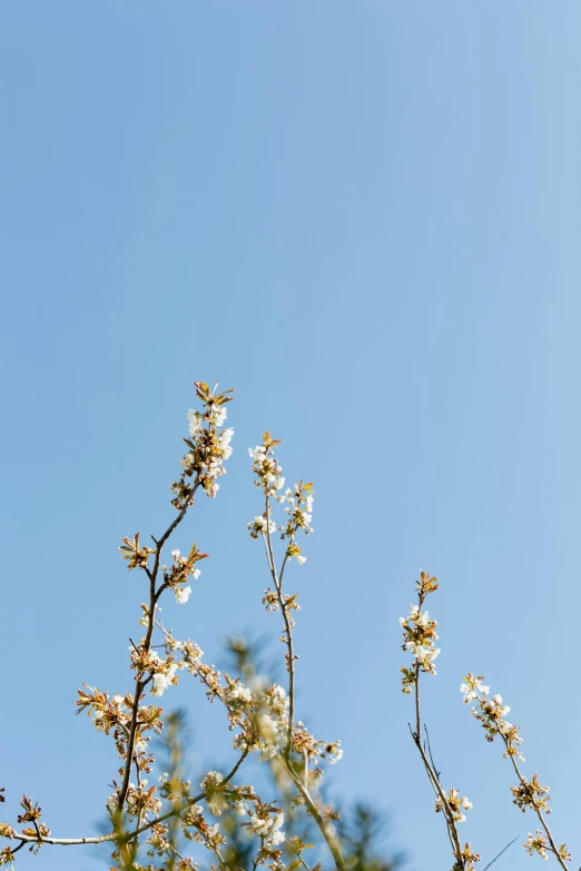 a bird sitting on top of a tree branch, unsplash, minimalism, almond blossom, clear blue skies, portrait of tall, buds