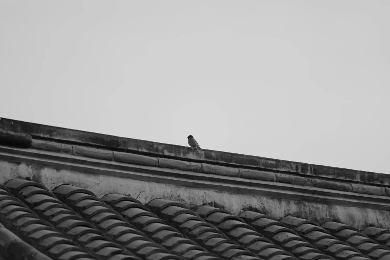 a bird sitting on top of a roof, a black and white photo, gray stone, during dawn, shot on sony a 7, camera photo