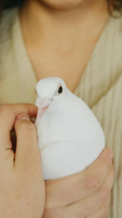 a woman holding a white bird in her hands, by Maeda Masao, shutterstock, chinchilla animal, 2263539546], doves : : rococo, rounded beak