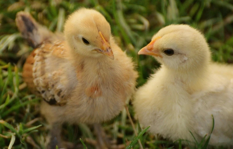 a couple of small chickens standing on top of a lush green field, up close, adoptables, local conspirologist, featured