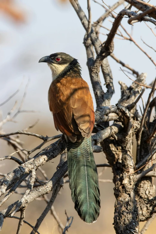 a bird sitting on top of a tree branch, a portrait, by Peter Churcher, on the african plains, long thick shiny black beak, brown, peacock