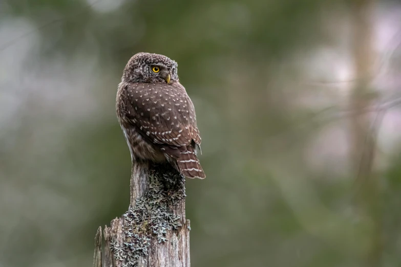 a small owl sitting on top of a wooden post, by Jaakko Mattila, pexels contest winner, hurufiyya, wild species photography, gray, speckled, high resolution photo