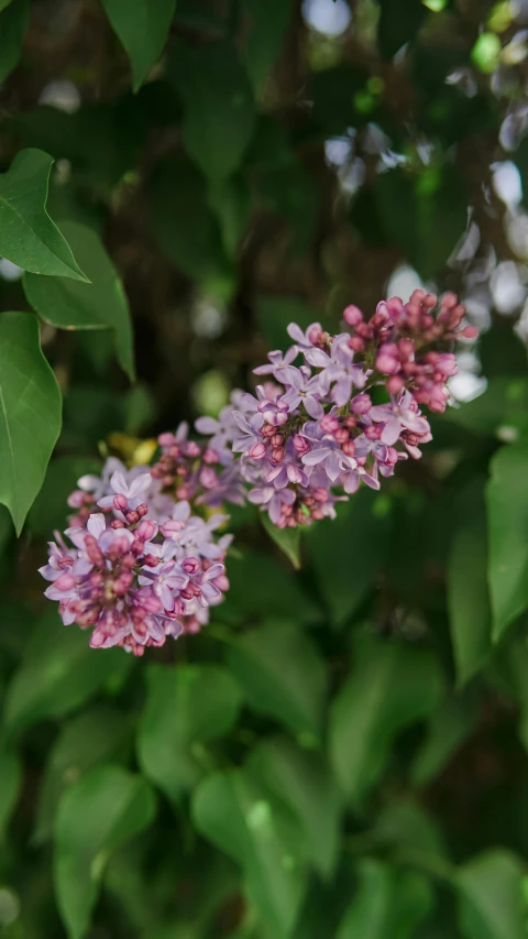 a close up of a bunch of flowers on a tree, by David Simpson, pexels, lilac, adult pair of twins, high resolution photo, loosely cropped