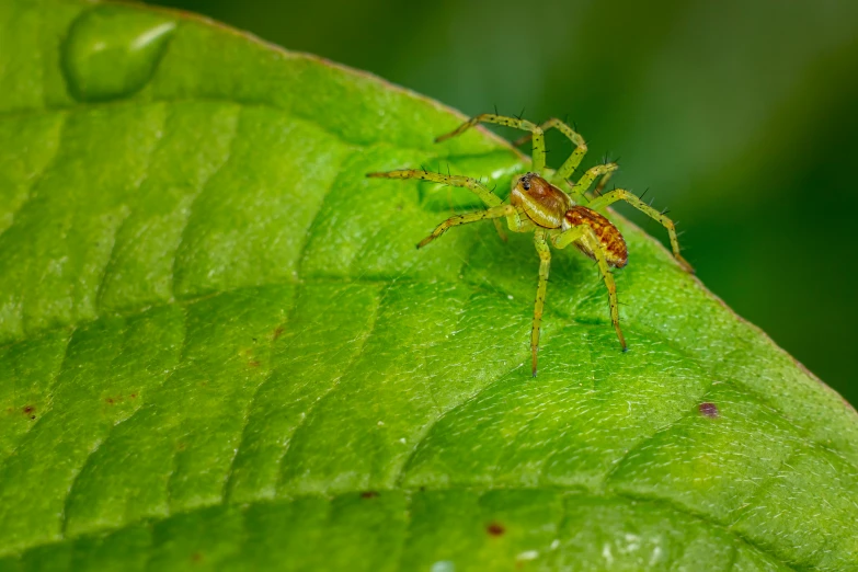 a spider sitting on top of a green leaf, iralki nadar, avatar image