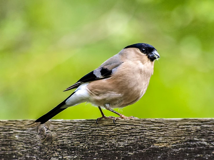 a bird sitting on top of a wooden fence, inspired by Melchior d'Hondecoeter, trending on pexels, full body close-up shot, small chin, mid 2 0's female, insects and birds