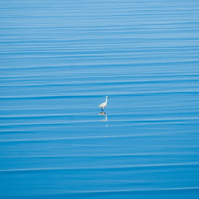 a white bird standing on top of a body of water, pexels contest winner, minimalism, blue, hunting, thin straight lines, a high angle shot