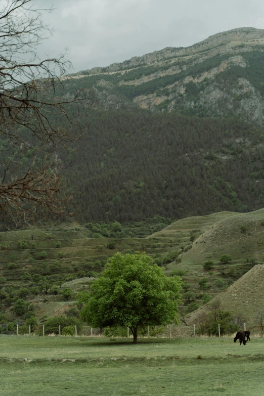 a couple of horses standing on top of a lush green field, by Muggur, les nabis, landslides, lots of oak and olive trees, cinematic shot ar 9:16 -n 6 -g, staggered terraces