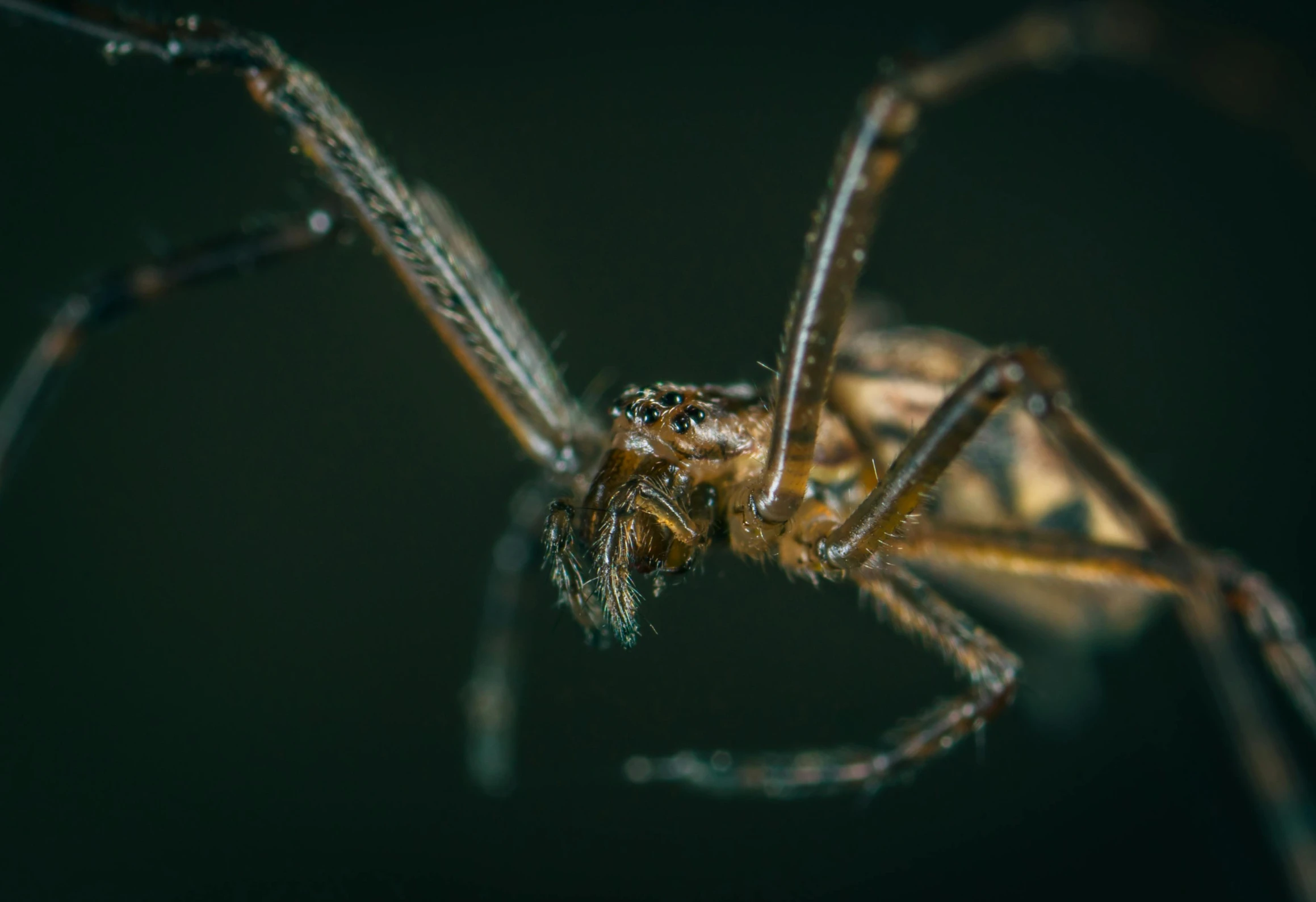 a close up of a spider on a black background, by Matija Jama, pexels contest winner, hurufiyya, with long antennae, closeup 4k, brown, high angle close up shot