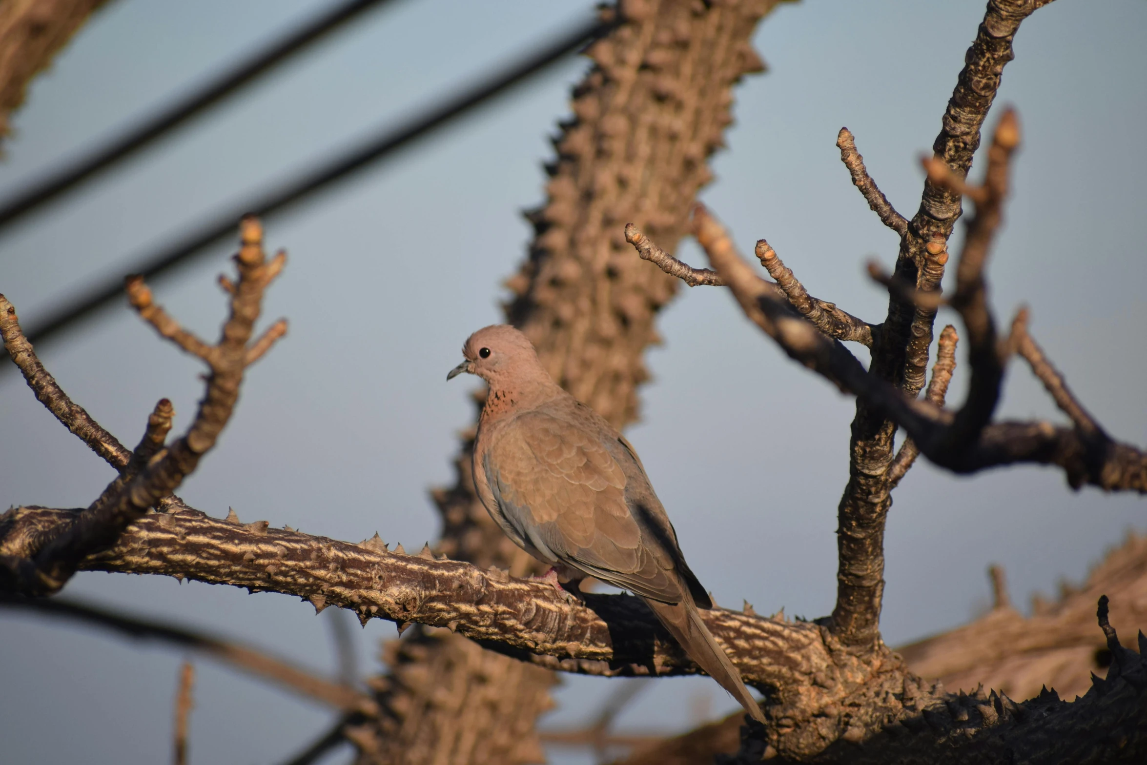 a bird sitting on top of a tree branch, a portrait, pexels contest winner, hurufiyya, dove, partially bald, new mexico, ground - level medium shot