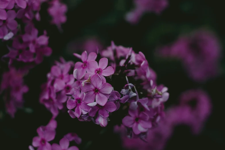 a close up of a bunch of purple flowers, unsplash, background image, instagram photo, cinematic shot ar 9:16 -n 6 -g, dark