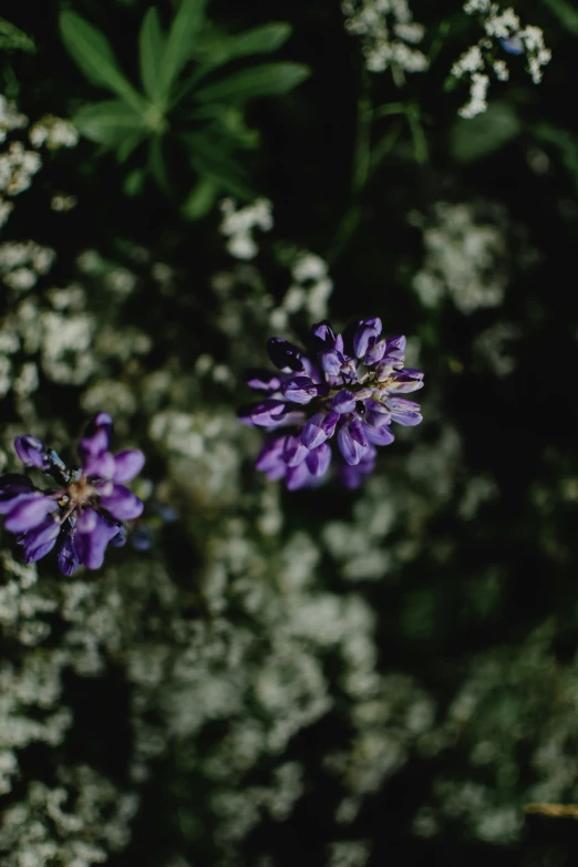 a bunch of purple flowers sitting on top of a lush green field, unsplash, close-up from above, grey, dark, background image